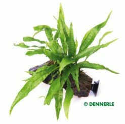 Microsorum Pteropus On Suction Root - Dennerle