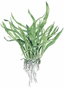 Narrow-leaved Java Fern - Microsorum Pteropus 'Narrow' - Tropica Plant On Roots With Suction Cup 5 Narrow-leaved Java Fern - Microsorum Pteropus 'Narrow' - Tropica Plant On Roots With Suction Cup -Aquael Shop 1pFF2aChwGlARd 1280x1280