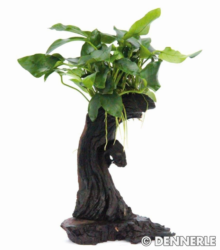 Jungle Tree Mbuna - Small With Anubias Nana - Dennerle 2 Jungle Tree Mbuna - Small With Anubias Nana - Dennerle – Bild 2