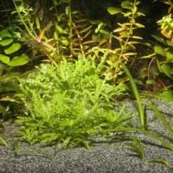 JBL Zanzibar GREY 9 JBL Zanzibar GREY -Aquael Shop 88222 1280x1280