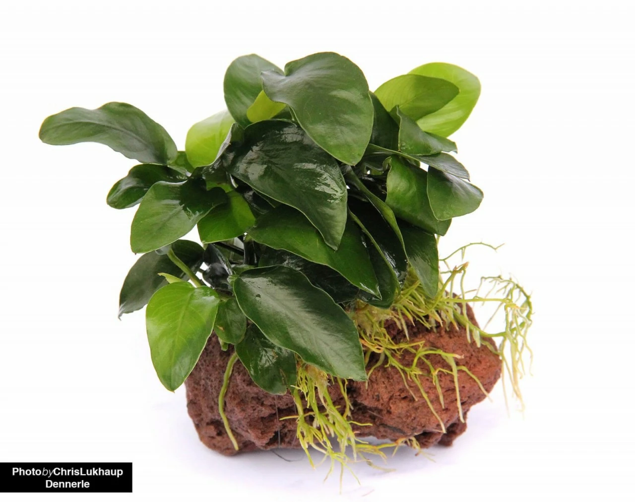 Anubias Nana On Stone - Dennerle 4 Anubias Nana On Stone - Dennerle – Bild 4