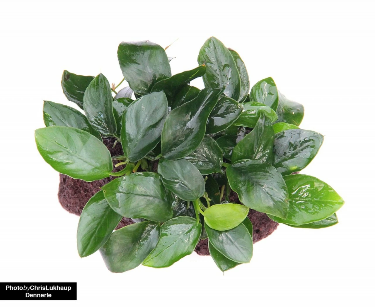 Anubias Nana On Stone - Dennerle 1 Anubias Nana On Stone - Dennerle