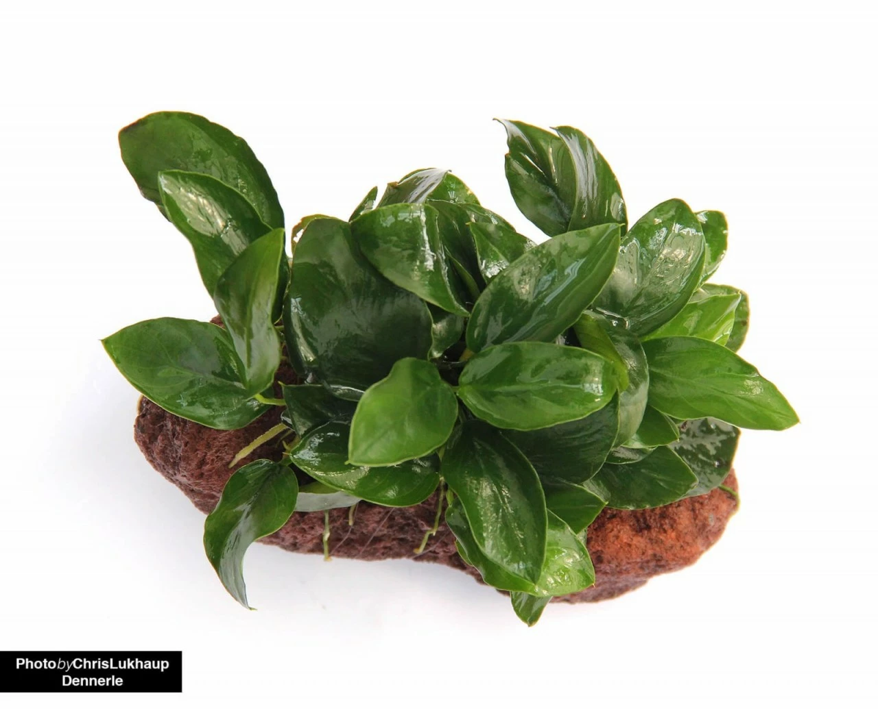 Anubias Nana On Stone - Dennerle 3 Anubias Nana On Stone - Dennerle – Bild 3