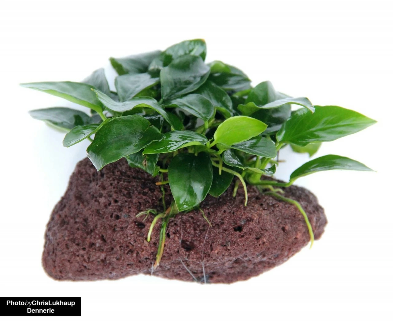 Anubias Nana On Stone - Dennerle 2 Anubias Nana On Stone - Dennerle – Bild 2