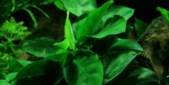 Anubias Barteri Var. Nana Plant On Root With Suction Cup - Tropica