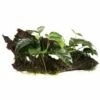 Dwarf Spear Leaf - Anubias Barteri Var. Nana - Tropica Plant On Roots
