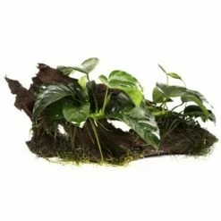 Dwarf Spear Leaf - Anubias Barteri Var. Nana - Tropica Plant On Roots