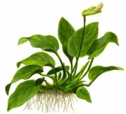 Anubias Barteri Var. Nana Plant On Root With Suction Cup - Tropica -Aquael Shop Anubias barteri var nana 3awE4IZ5ckFf6X 1280x1280