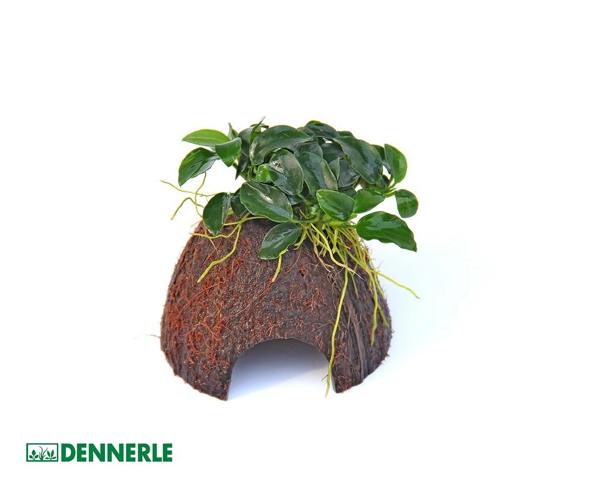 Coconut Overgrown, Coco Cave With Anubias Nana Bonsai - Dennerle 1 Coconut Overgrown, Coco Cave With Anubias Nana Bonsai - Dennerle