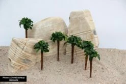 Bonsai Palm With Anubias Nana Bonsai - Dennerle -Aquael Shop Bonsai Palme aquarium anubia8m2Dq1UPhGeF4 1280x1280