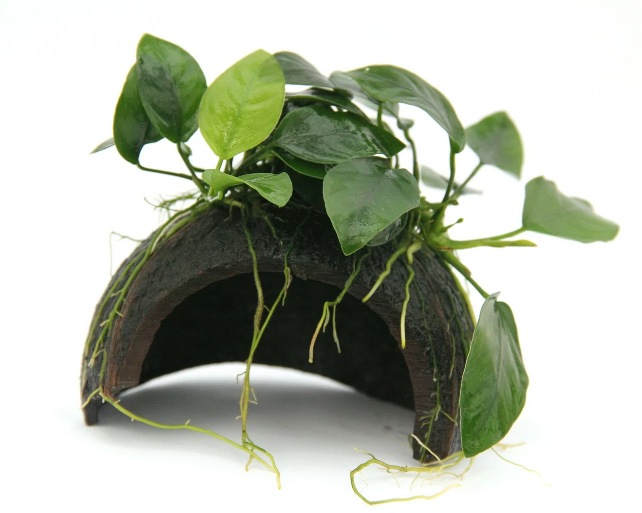 Coconut Overgrown, Coco Cave With Anubias Nana Bonsai - Dennerle 2 Coconut Overgrown, Coco Cave With Anubias Nana Bonsai - Dennerle – Bild 2