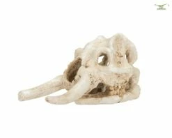 Elephant Skeleton Head - Aquarium Hiding Place - 10 Cm -Aquael Shop DSC02459JTw2eW0O9g0b4 1280x1280