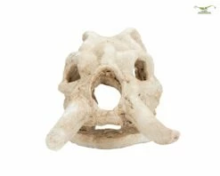 Elephant Skeleton Head - Aquarium Hiding Place - 10 Cm -Aquael Shop DSC02460pCNs9flrUIy1A 1280x1280