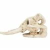 Elephant Skeleton Head - Aquarium Hiding Place - 10 Cm