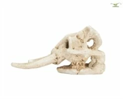 Elephant Skeleton Head - Aquarium Hiding Place - 10 Cm