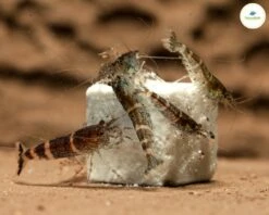 Aquael Shop -Aquael Shop MINERELCUBE BLUE BEE4EVF4k2pnfDzt 1280x1280