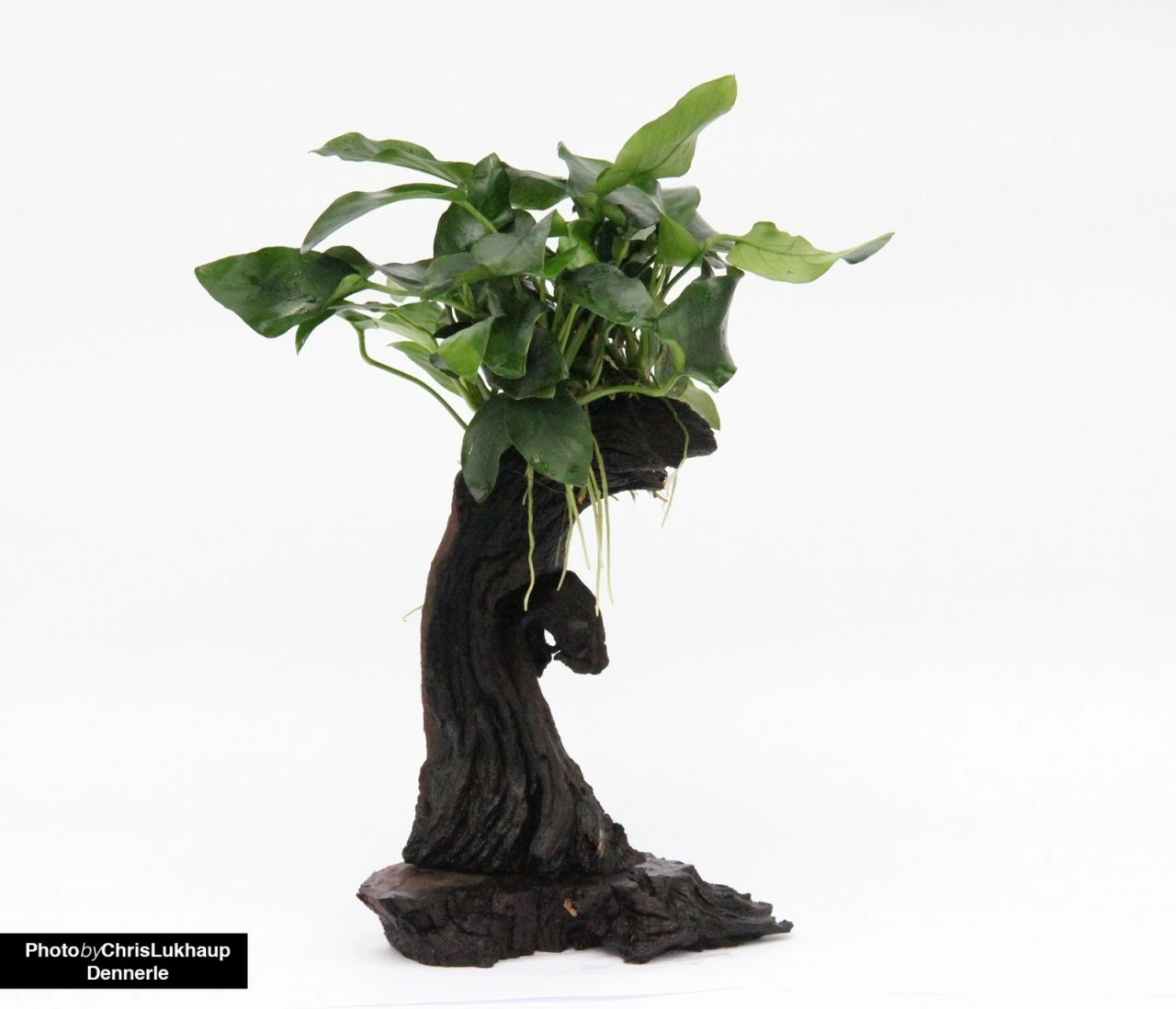 Jungle Tree Mbuna - Small With Anubias Nana - Dennerle 1 Jungle Tree Mbuna - Small With Anubias Nana - Dennerle