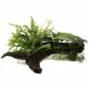 Microsorum And Anubias 'Duet' - Tropica Plant On Roots (XL)