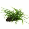 Narrow-leaved Java Fern - Microsorum Pteropus 'Narrow' - Tropica Plant On Roots