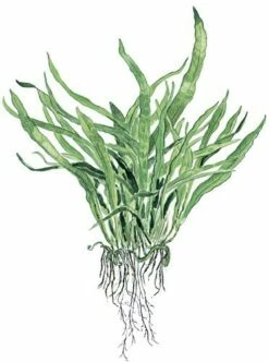 Narrow-leaved Java Fern - Microsorum Pteropus 'Narrow' - Tropica Plant On Roots -Aquael Shop Microsorum pteropus Narrow auf wurzel 3Z3Lzr8wgcmLv2 1280x1280