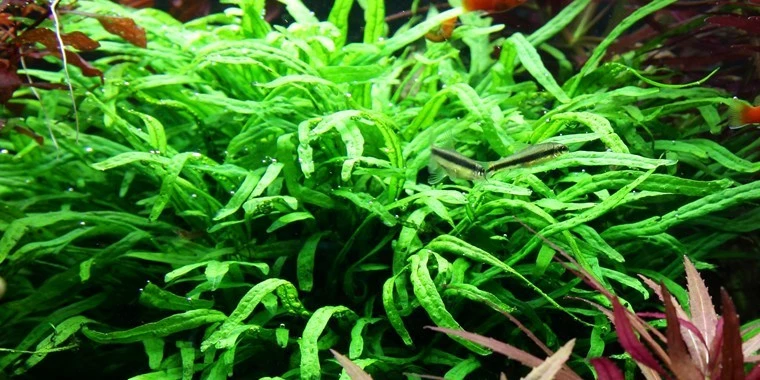 Narrow-leaved Java Fern - Microsorum Pteropus 'Trident' - Tropica Plant On Roots 2 Narrow-leaved Java Fern - Microsorum Pteropus 'Trident' - Tropica Plant On Roots – Bild 2