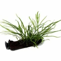 Narrow-leaved Java Fern - Microsorum Pteropus 'Trident' -Tropica Plant On Roots With Sucker