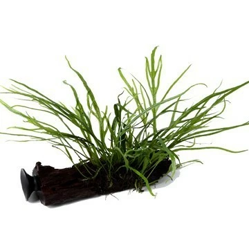 Narrow-leaved Java Fern - Microsorum Pteropus 'Trident' -Tropica Plant On Roots With Sucker 1 Narrow-leaved Java Fern - Microsorum Pteropus 'Trident' -Tropica Plant On Roots With Sucker