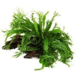 Windeløv Java Fern - Microsorum Pteropus 'Windeløv' - Tropica Plant On Roots