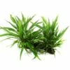 Java Fern - Microsorum Pteropus - Tropica Plant On Roots