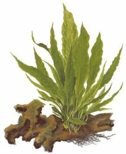 Java Fern - Microsorum Pteropus - Tropica Plant On Roots -Aquael Shop Microsorum pteropus auf wurzel 3cI1edKbRQBIuJ 1280x1280