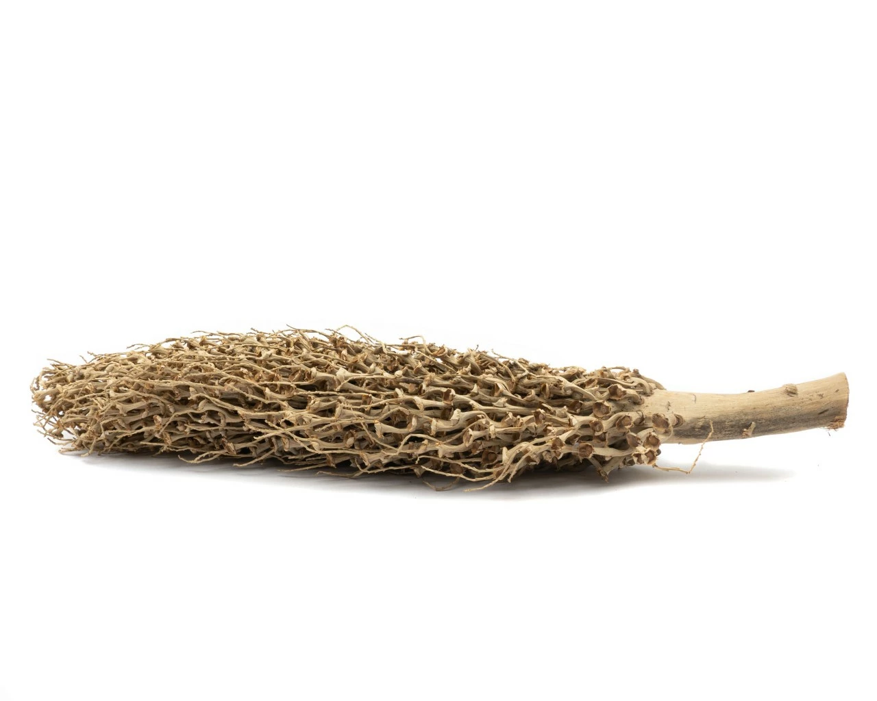 NatureHolic Million Branches 40-60 Cm 1 NatureHolic Million Branches 40-60 Cm