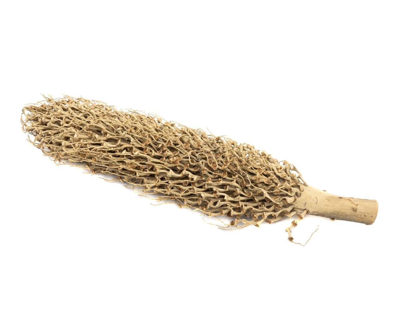 NatureHolic Million Branches 40-60 Cm 2 NatureHolic Million Branches 40-60 Cm – Bild 2