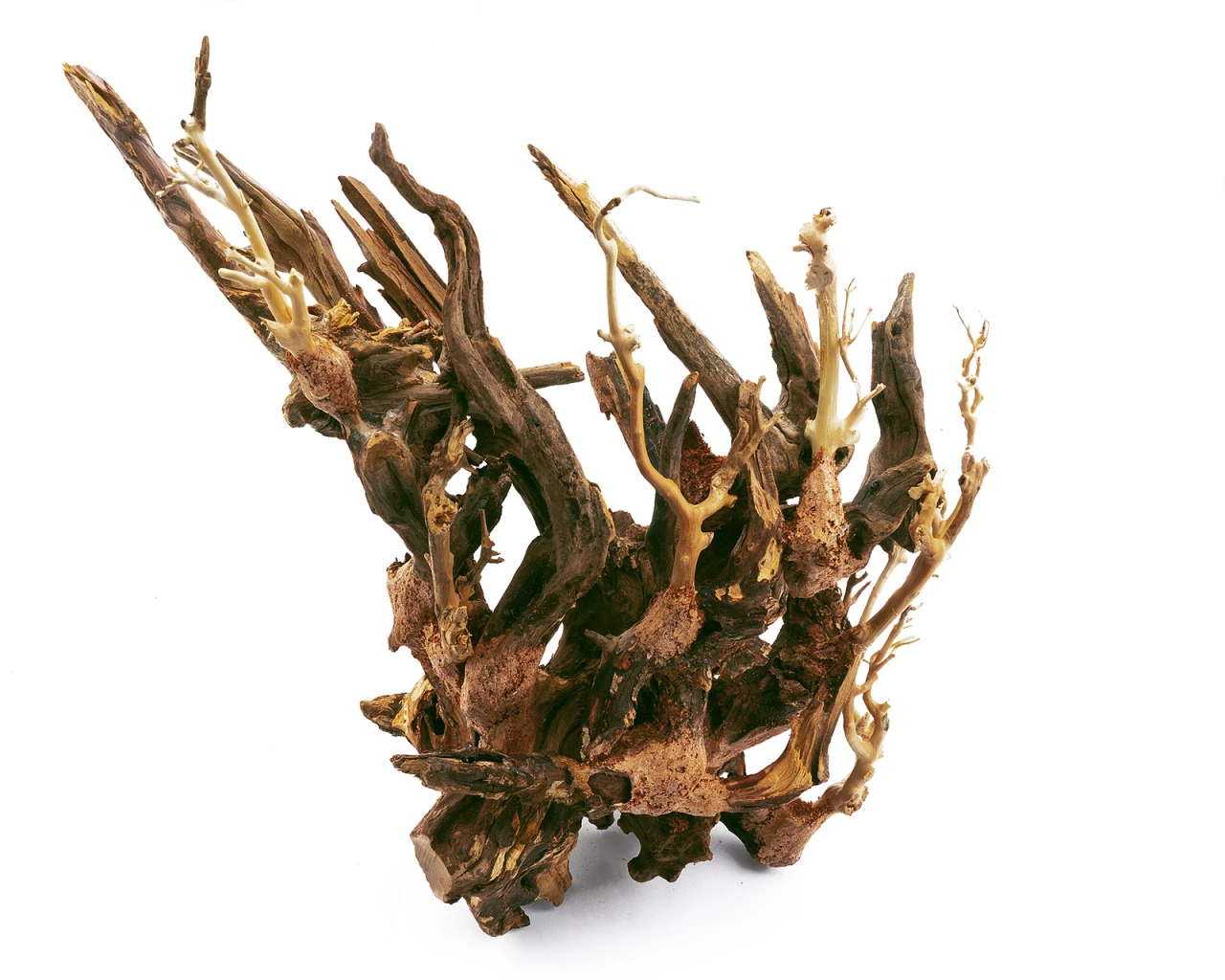 Octopus Wood For Aquascapes 3 Octopus Wood For Aquascapes – Bild 3