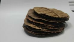 Cancer Lover Set - No. 4 -Aquael Shop Seemandelbaumblatt3saJLDhWDaEDtO 1280x1280