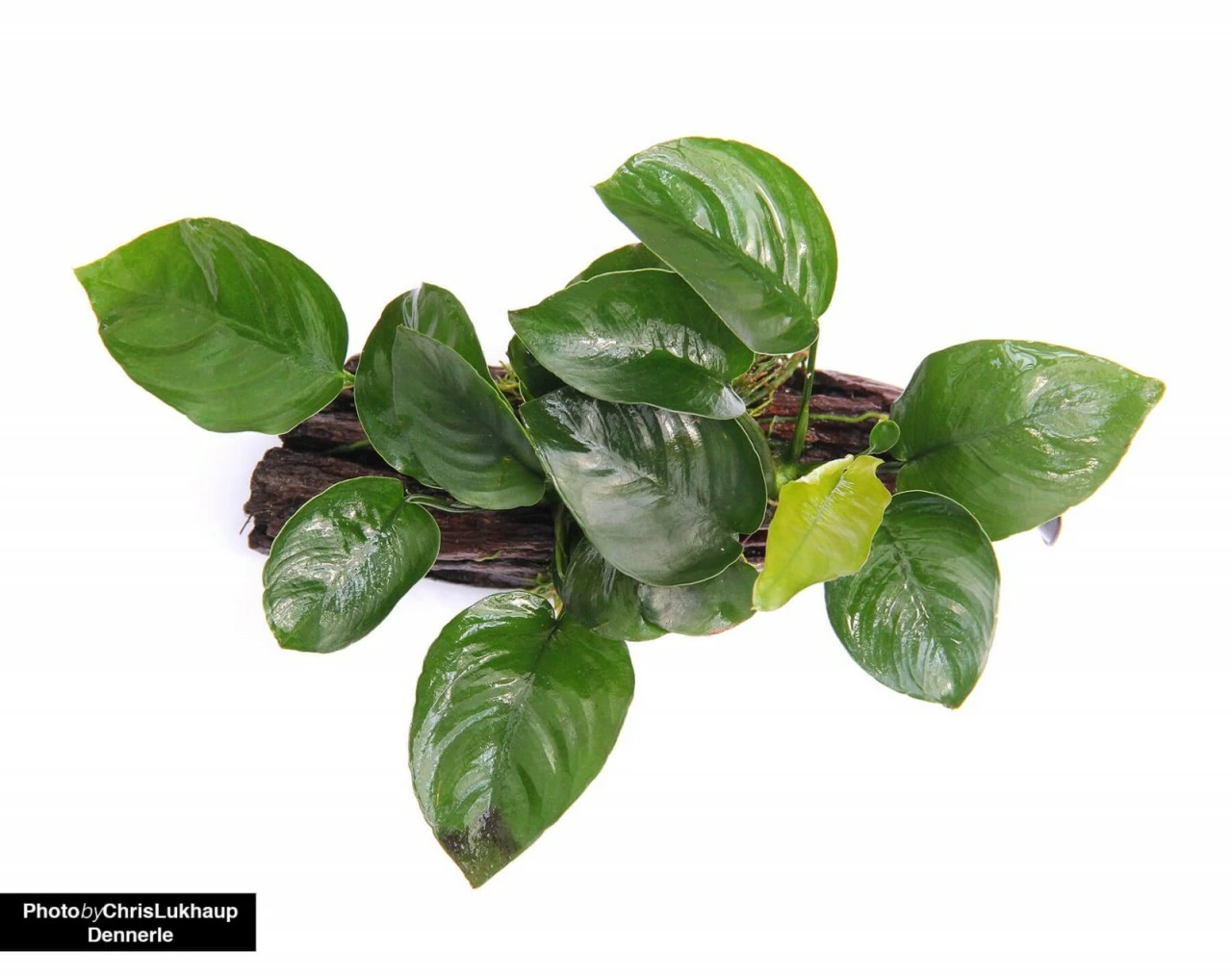 Anubias Barteri On Suction Root - Dennerle 1 Anubias Barteri On Suction Root - Dennerle