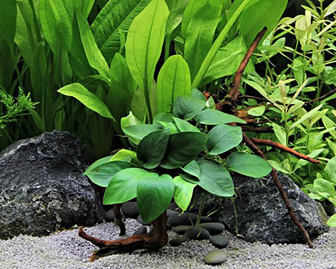 Anubias Barteri Var. Nana On Spiderwood - Dennerle 2 Anubias Barteri Var. Nana On Spiderwood - Dennerle – Bild 2