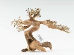 Claw Bonsai - Vers. Sizes -Aquael Shop claw bonsai 2rN0AQyE3HOI4J 1280x1280