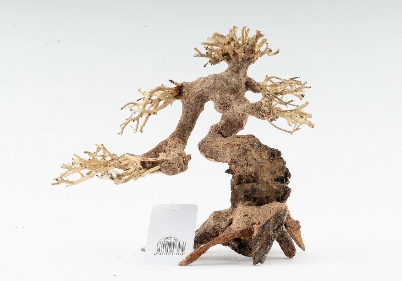 Forest Bonsai - Vers. Sizes 3 Forest Bonsai - Vers. Sizes – Bild 3