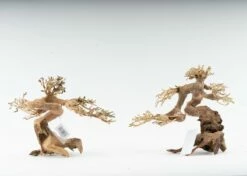 Forest Bonsai - Vers. Sizes