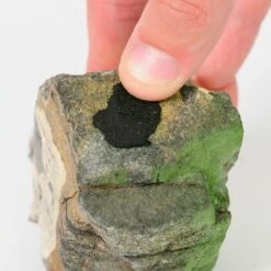 Shrimp King - Yummy Gum 6 Shrimp King - Yummy Gum -Aquael Shop final 6119 PA I1 ShrimpKing YummyGum AufdrueckentFviZdCLxxABD 1280x1280