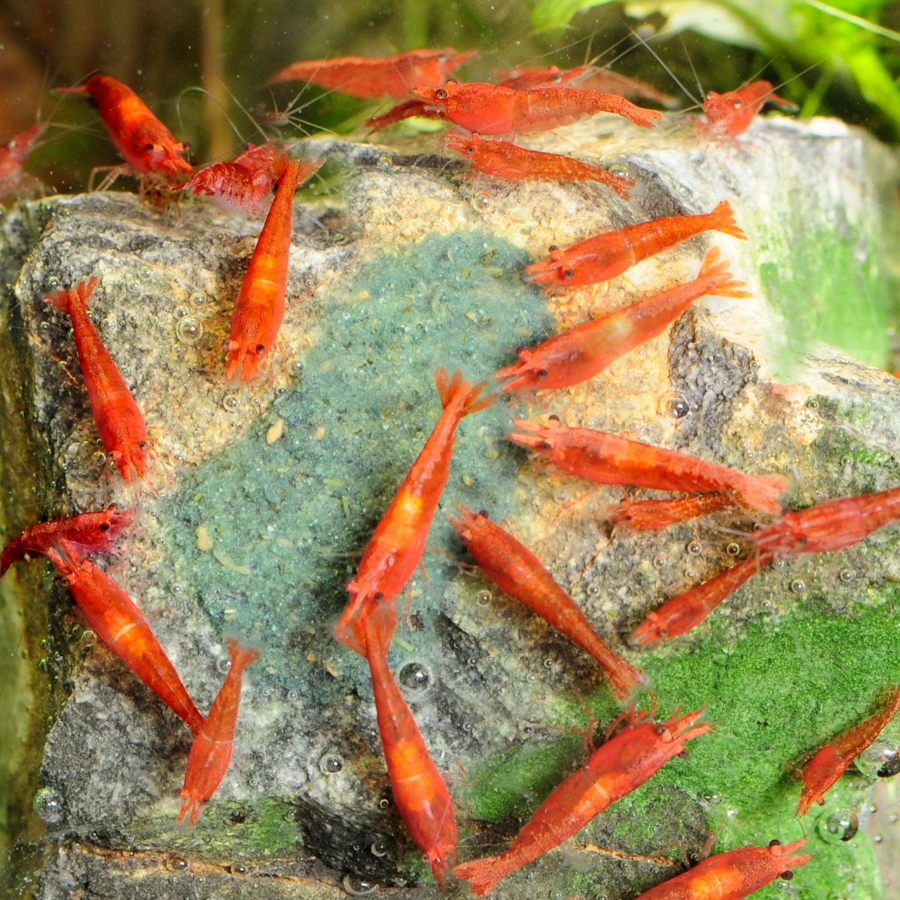 Shrimp King - Yummy Gum 2 Shrimp King - Yummy Gum – Bild 2