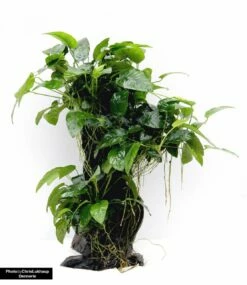 Jungle Tree Mbuna - Large With Anubias Nana - Dennerle