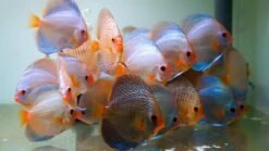 TWINSTAR - Yotta -Aquael Shop nano main04bTLQynNH9pAHh 1280x1280