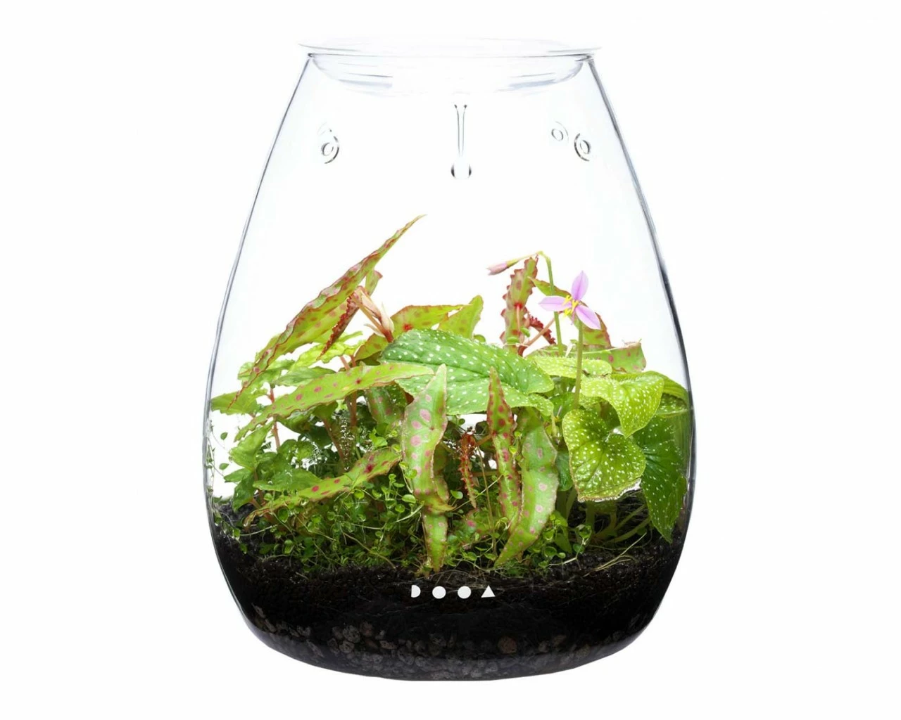 DOOA - Glass Pot SHIZUKU 2 DOOA - Glass Pot SHIZUKU – Bild 2