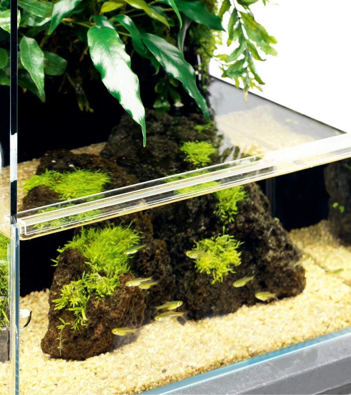 DOOA - Protector F 2 DOOA - Protector F – Bild 2