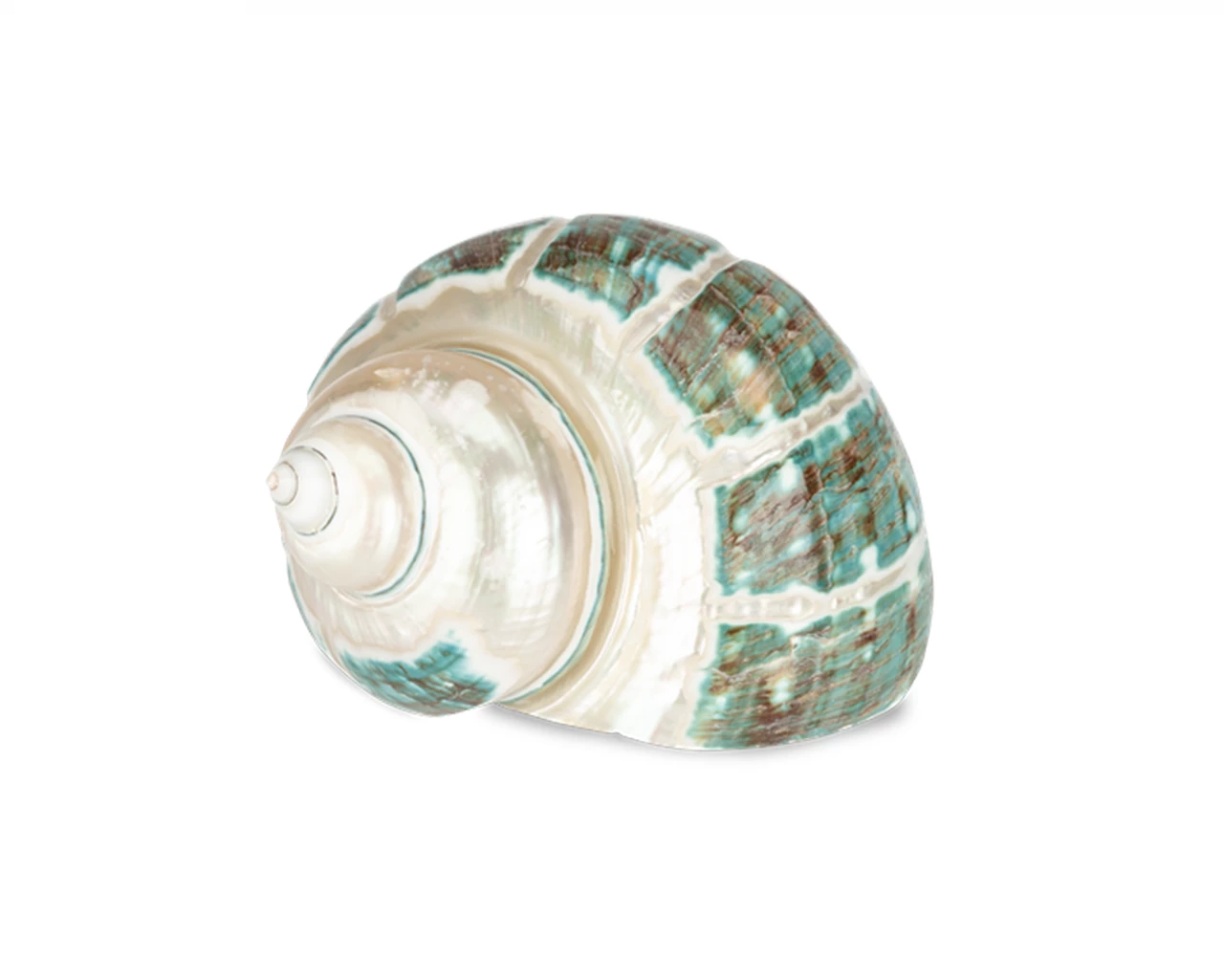 Land Hermit Replacement House XL - 7cm 2 Land Hermit Replacement House XL - 7cm – Bild 2