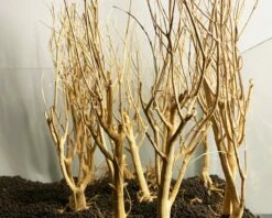 Slim Tree - Vers. Sizes