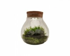 WabiKusa Biosphere Incl. LED 5 WabiKusa Biosphere Incl. LED -Aquael Shop vaseaJ9l9Q6eSVcdv 1280x1280