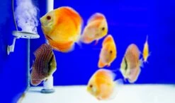 TWINSTAR - Yotta Plus 5 TWINSTAR - Yotta Plus -Aquael Shop yottaplus 01P4RLDW6sE09Lx 1280x1280