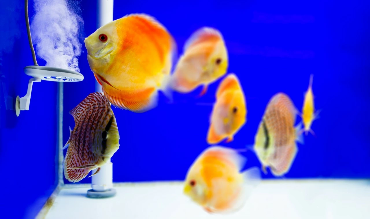 TWINSTAR - Yotta Plus 3 TWINSTAR - Yotta Plus – Bild 3